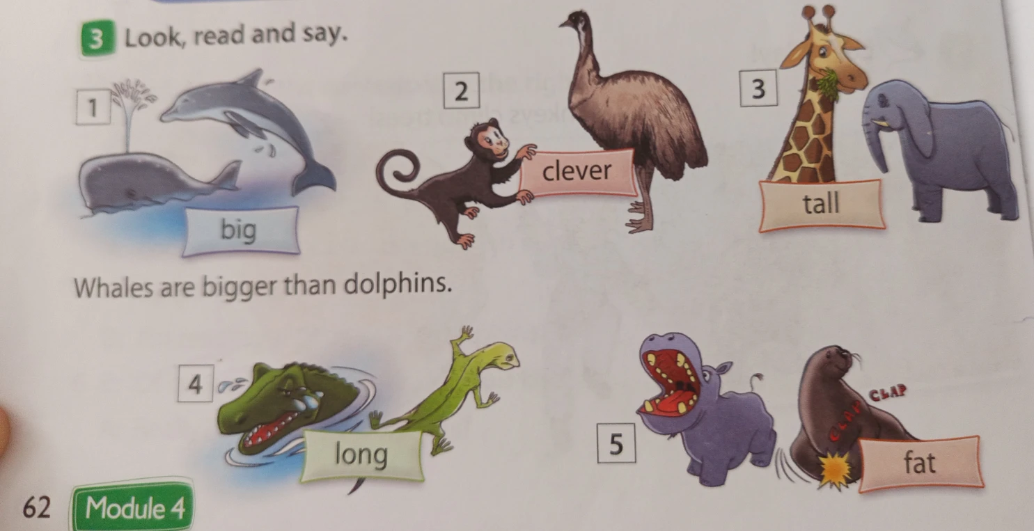 Look, read and say. Whales are bigger than dolphins.