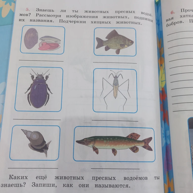 Рассмотри изображения животных, подпиши их названия. Подчеркни хищных животных.