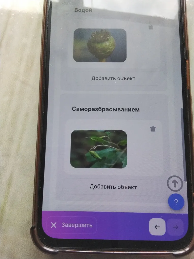Определите растение на фото в категории 'Саморазбрасыванием'