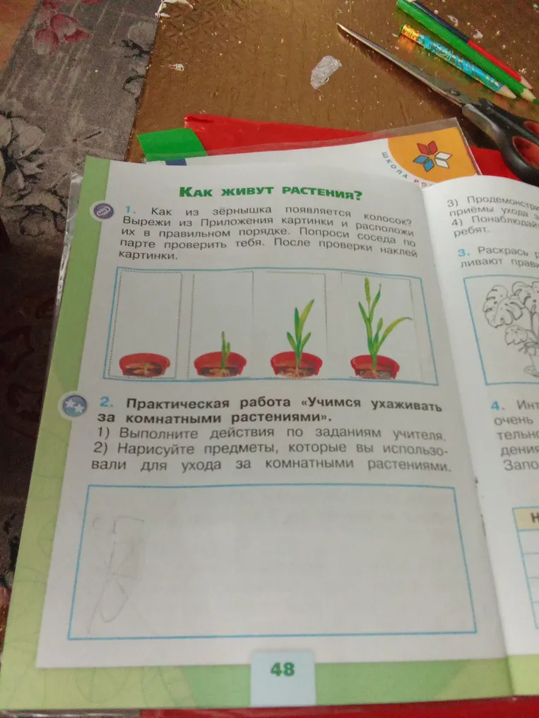 Как из зёрнышка появляется колосок? Вырежи из Приложения картинки и расположи их в правильном порядке. Нарисуйте предметы, которые вы использовали для ухода за комнатными растениями.