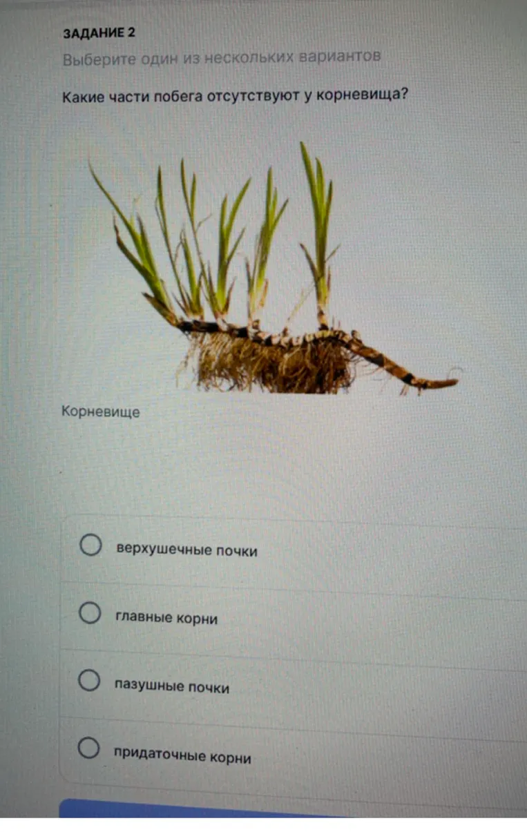 Какие части побега отсутствуют у корневища?
