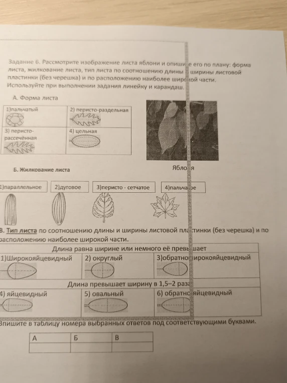 Рассмотрите изображение листа яблони и опишите его по плану: форма листа, жилкование листа, тип листа по соотношению длины и ширины листовой пластинки (без черешка) и по расположению наиболее широкой части.