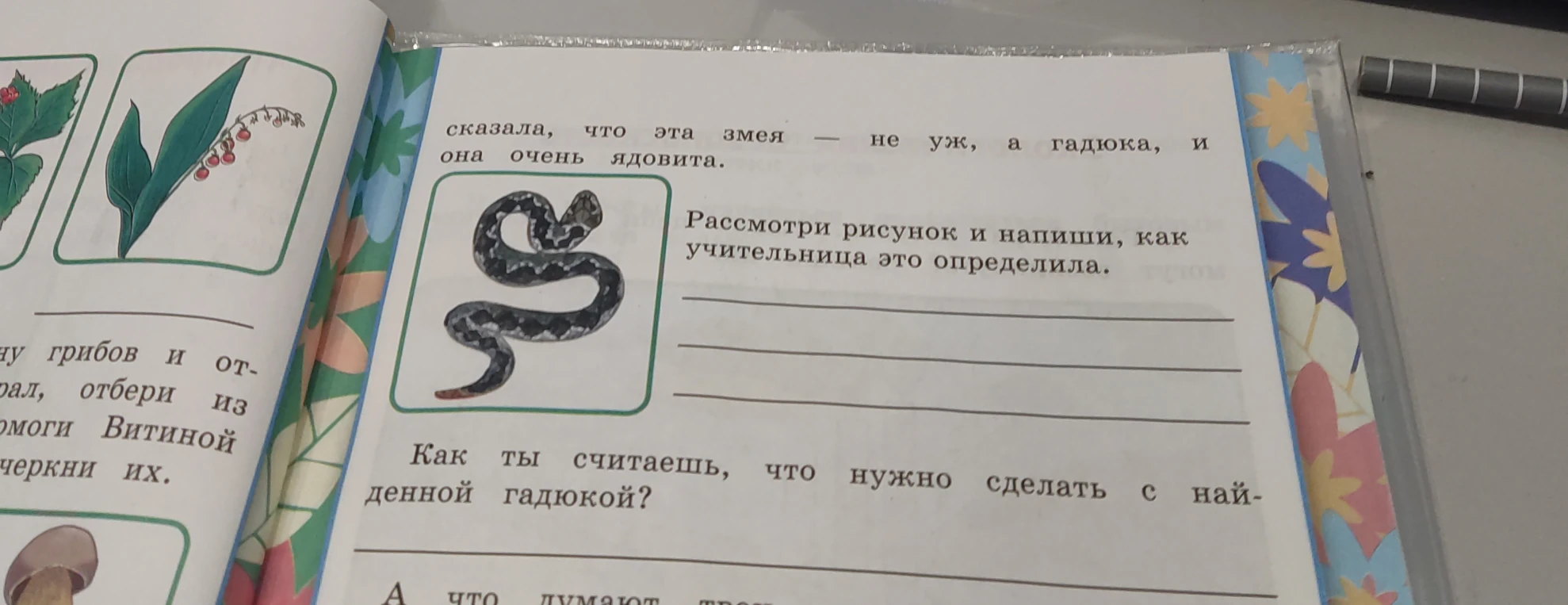 Рассмотри рисунок и напиши, как учительница это определила. Как ты считаешь, что нужно сделать с найденной гадюкой?