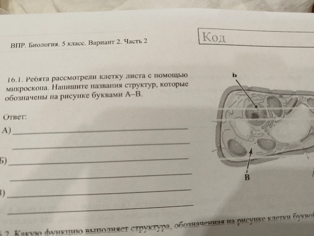 Ребята рассмотрели клетку листа с помощью микроскопа. Напишите названия структур, которые обозначены на рисунке буквами А–В.