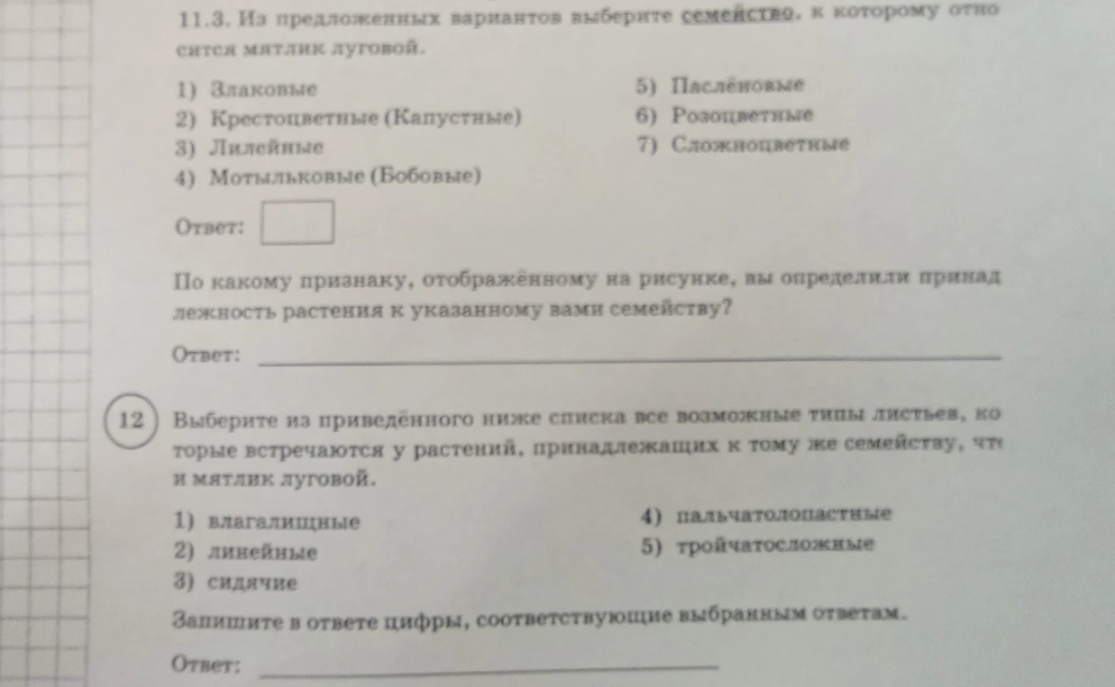 Из предложенных вариантов выберите семейство, к которому относится мятлик луговой.