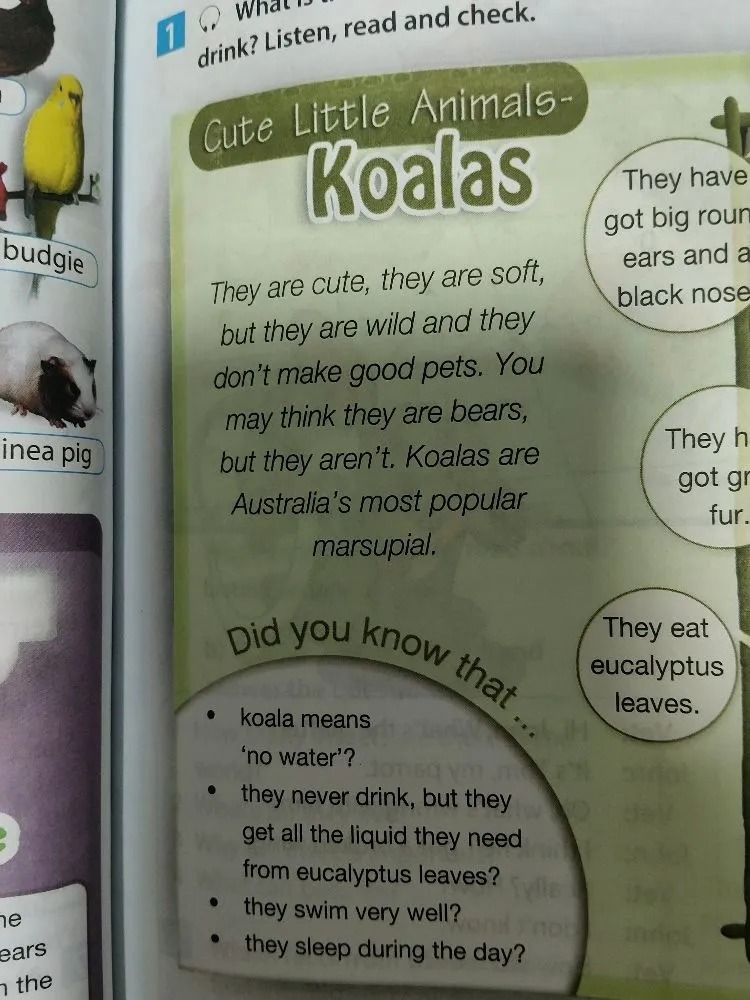 What is the answer to the question: What do koalas drink? Listen, read and check.