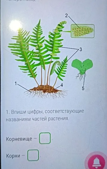 1. Впиши цифры, соответствующие названиям частей растения. Корневище — [], Корни — []