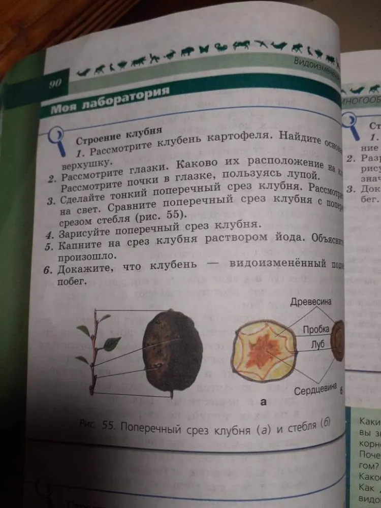 Докажите, что клубень — видоизменённый подземный побег.