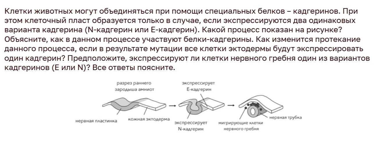 Объясните, как в данном процессе участвуют белки-кадгерины. Как изменится протекание данного процесса, если в результате мутации все клетки эктодермы будут экспрессировать один кадгерин?