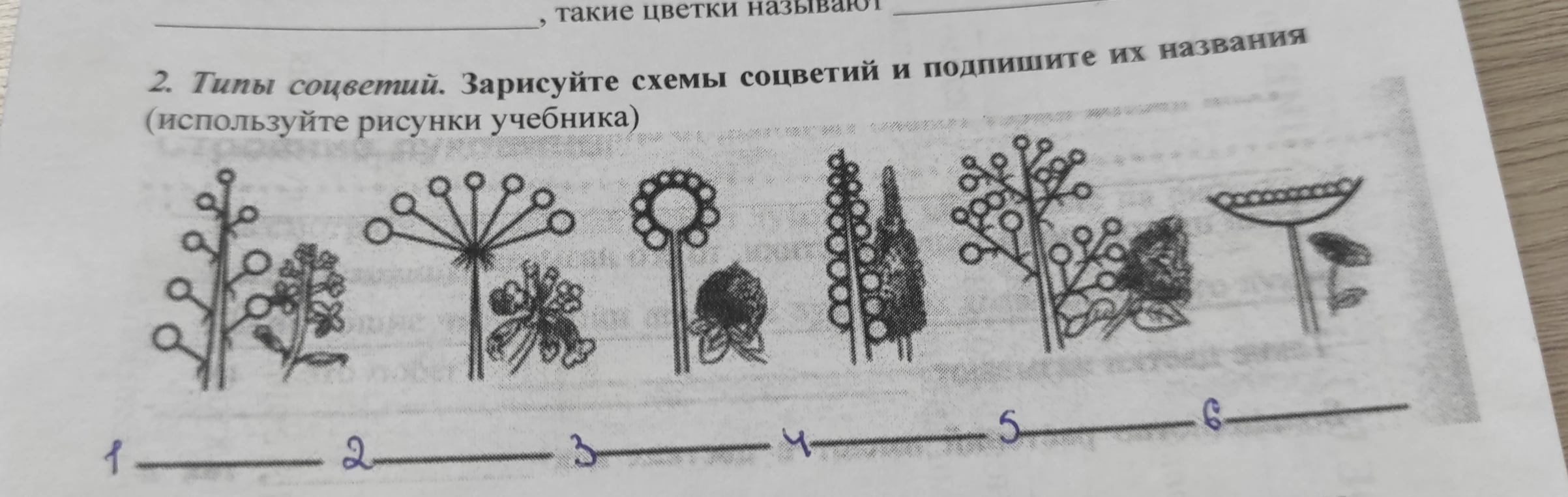 Типы соцветий. Зарисуйте схемы соцветий и подпишите их названия (используйте рисунки учебника)
