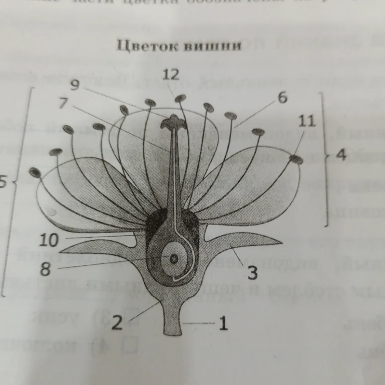 Цветок вишни. Обозначьте части цветка, указанные цифрами.