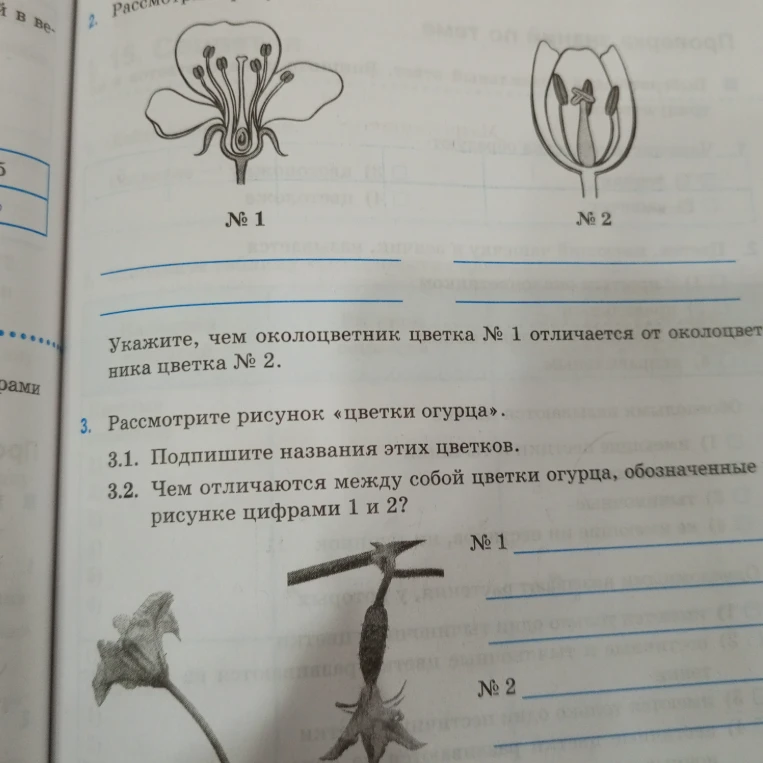 Укажите, чем околоцветник цветка № 1 отличается от околоцветника цветка № 2. Рассмотрите рисунок «цветки огурца». 3.1. Подпишите названия этих цветков. 3.2. Чем отличаются между собой цветки огурца, обозначенные на рисунке цифрами 1 и 2?