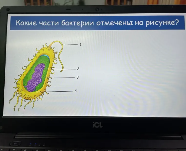 Какие части бактерии отмечены на рисунке?