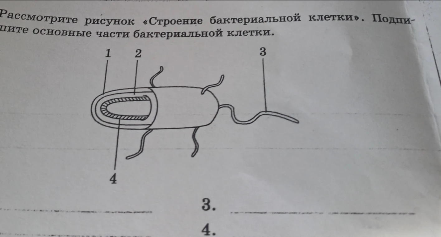 Рассмотрите рисунок «Строение бактериальной клетки». Подпишите основные части бактериальной клетки.