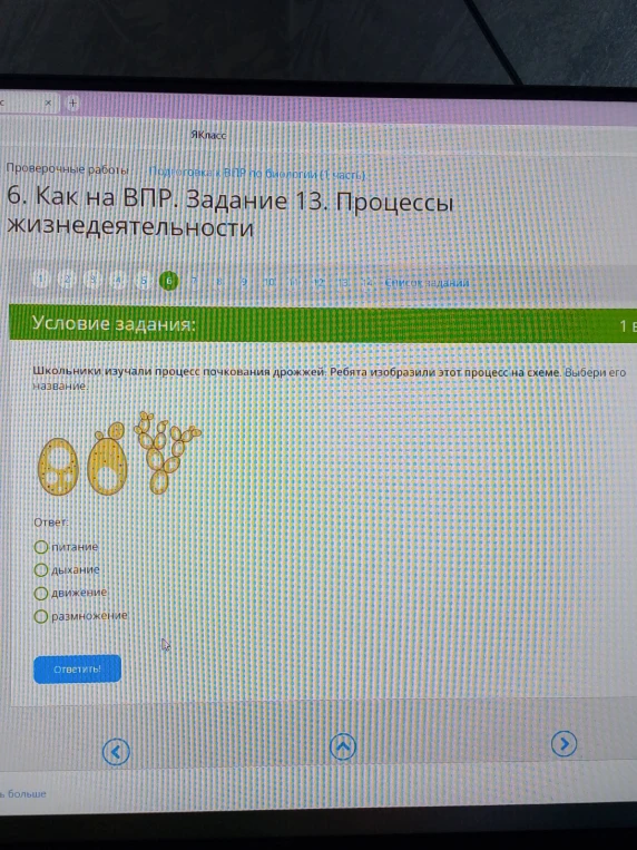 Школьники изучали процесс почкования дрожжей. Ребята изобразили этот процесс на схеме. Выбери его название.