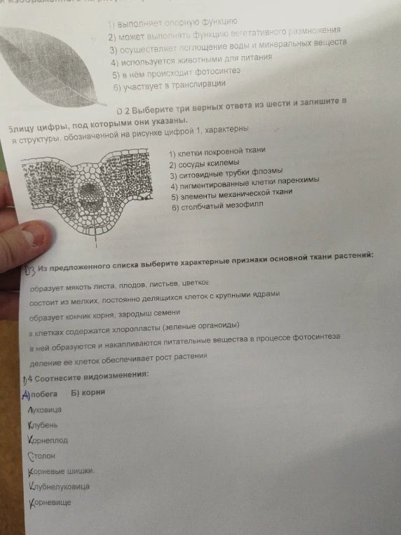 Выберите три верных ответа из шести: для структуры, обозначенной на рисунке цифрой 1, характерны...