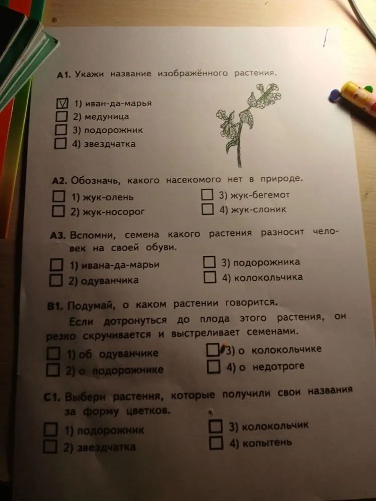 Укажи название изображённого растения. Обозначь, какого насекомого нет в природе. Вспомни, семена какого растения разносит человек на своей обуви. Подумай, о каком растении говорится: если дотронуться до плода этого растения, он резко скручивается и выстреливает семенами. Выбери растения, которые получили свои названия за форму цветков.