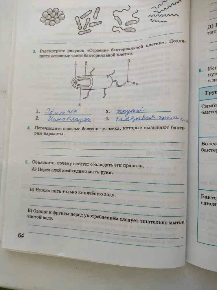 Перечислите опасные болезни человека, которые вызывают бактерии-паразиты. Объясните, почему следует соблюдать правила гигиены.