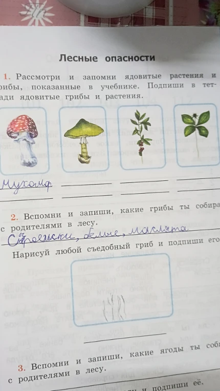 Рассмотри и запомни ядовитые растения и грибы. Подпиши в тетради ядовитые грибы и растения.