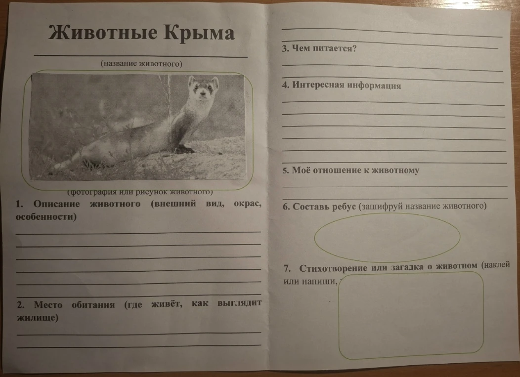 Животные Крыма: Степной хорек (описание, место обитания, питание, интересная информация, ребус, загадка)
