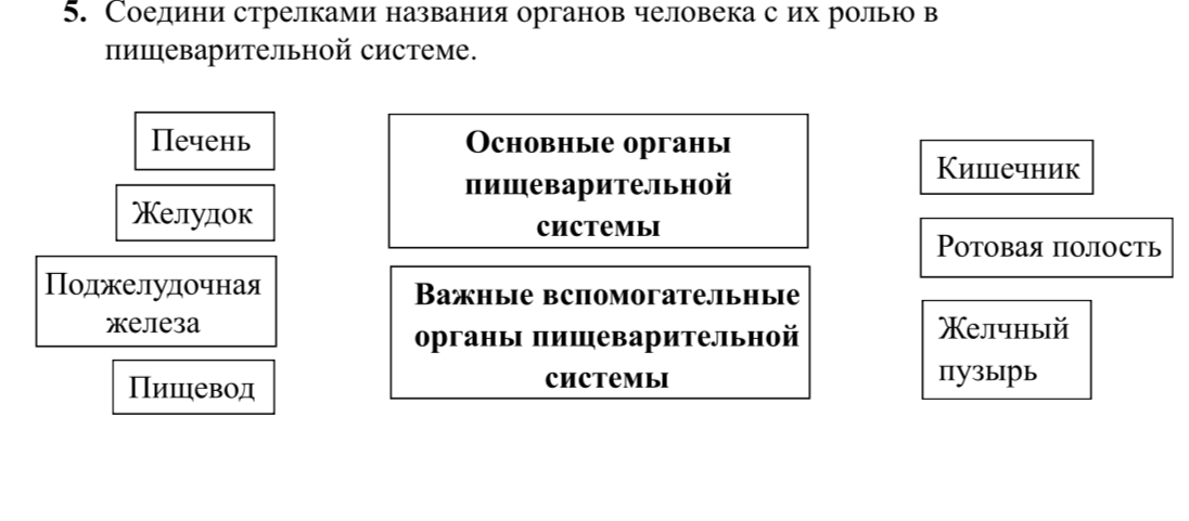 Соедини стрелками названия органов человека с их ролью в пищеварительной системе.
