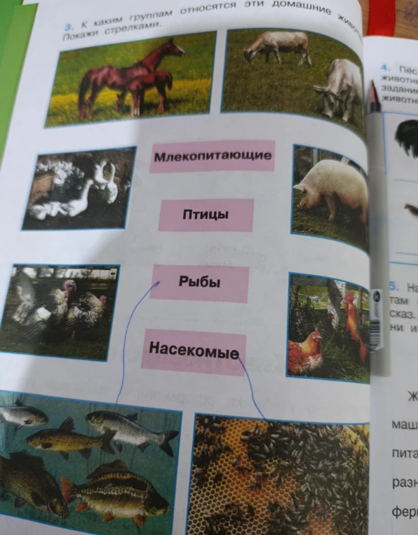 К каким группам относятся эти домашние животные. Покажи стрелками.