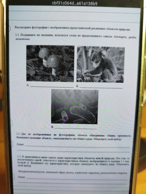 Рассмотрите фотографии с изображением представителей различных объектов природы. Подпишите их названия, используя слова из предложенного списка: бактерии, грибы, животные.