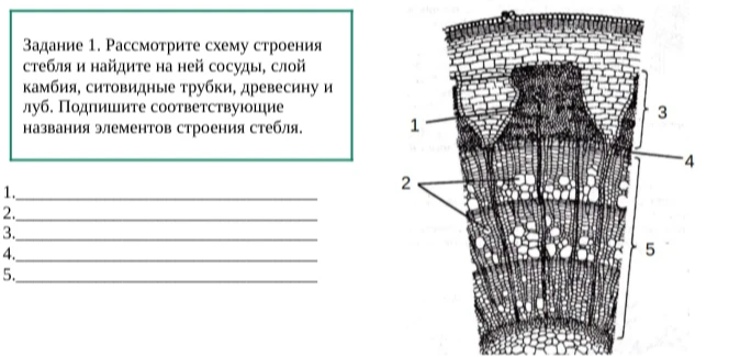 Рассмотрите схему строения стебля и найдите на ней сосуды, слой камбия, ситовидные трубки, древесину и луб. Подпишите соответствующие названия элементов строения стебля.