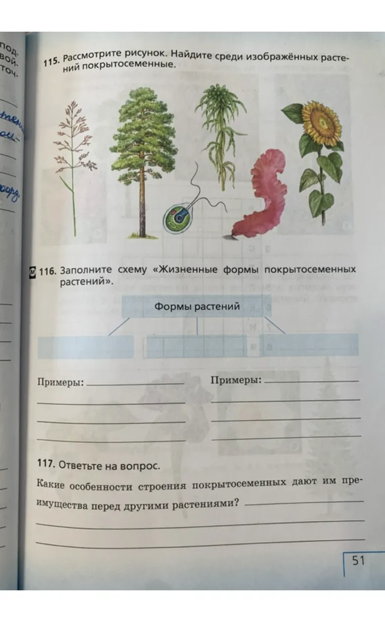 Рассмотрите рисунок. Найдите среди изображённых растений покрытосеменные. Заполните схему «Жизненные формы покрытосеменных растений». Какие особенности строения покрытосеменных дают им преимущества перед другими растениями?