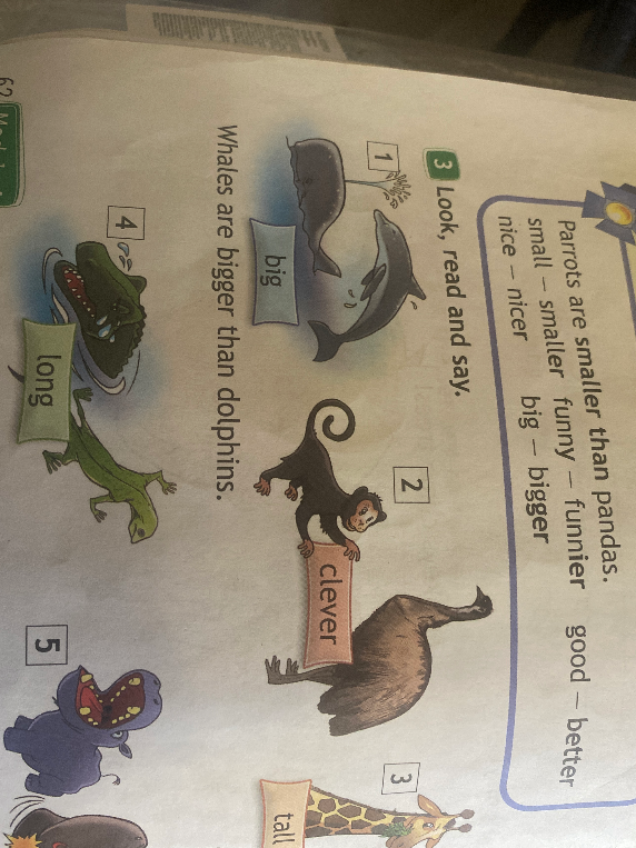 Look, read and say. Whales are bigger than dolphins.