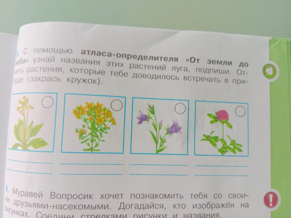 С помощью атласа-определителя «От земли до неба» узнай названия этих растений луга, подпиши.
