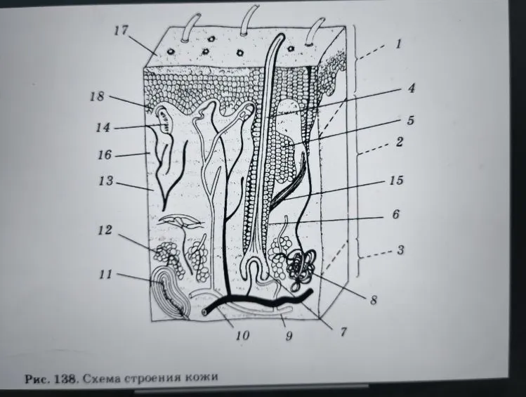 Обозначить рисунок 138. Схема строения кожи