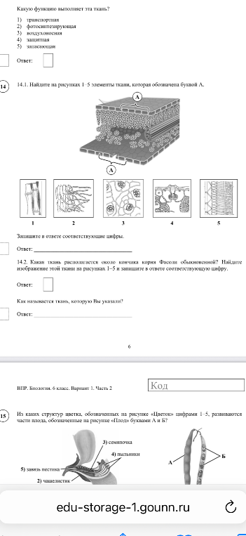 14.1. Найдите на рисунках 1-5 элементы ткани, которая обозначена буквой А. 14.2. Какая ткань располагается около кончика корня Фасоли обыкновенной? 15. Из каких структур цветка развиваются части плода, обозначенные буквами А и Б?