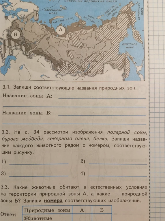 Запиши соответствующие названия природных зон. Название зоны А: Название зоны Б: