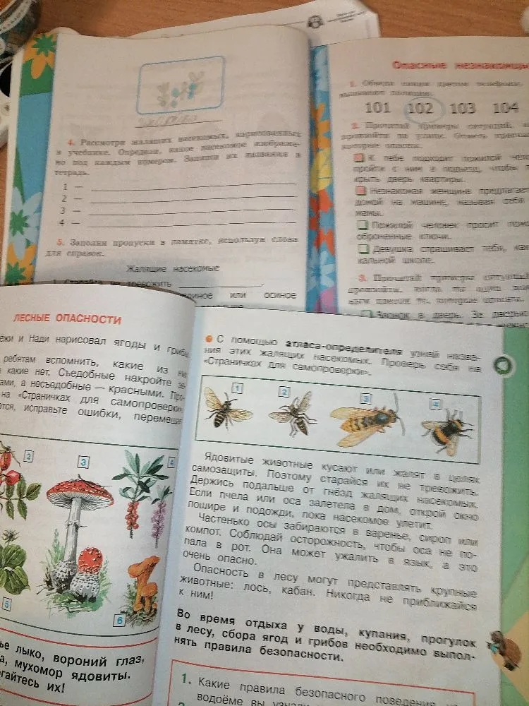 Рассмотри жалящих насекомых, нарисованных в учебнике. Определи, какое насекомое изображено под каждым номером. Запиши их названия в тетрадь.