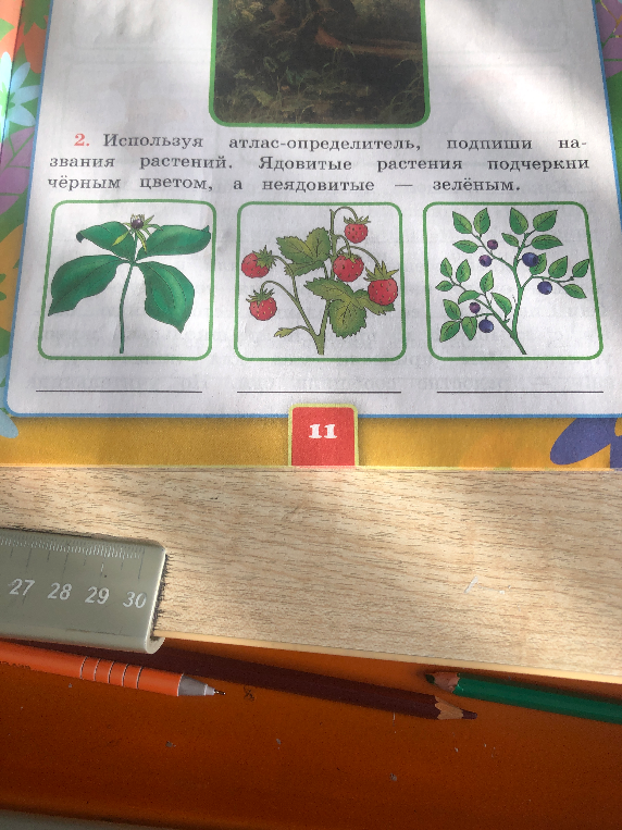 Используя атлас-определитель, подпиши названия растений. Ядовитые растения подчеркни чёрным цветом, а неядовитые — зелёным.