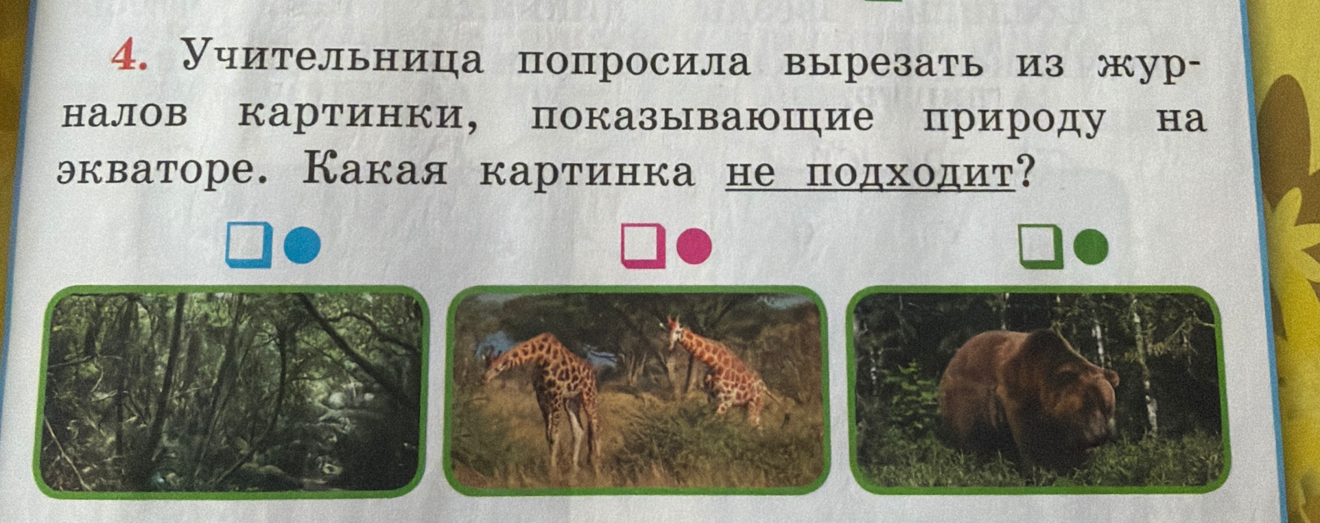 Учительница попросила вырезать из журналов картинки, показывающие природу на экваторе. Какая картинка не подходит?