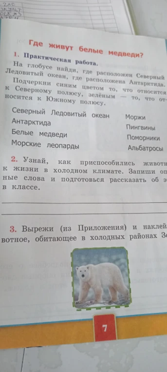 Где живут белые медведи? 1. Подчеркни синим цветом то, что относится к Северному полюсу, зелёным — то, что относится к Южному полюсу. 2. Узнай, как приспособились животные к жизни в холодном климате.
