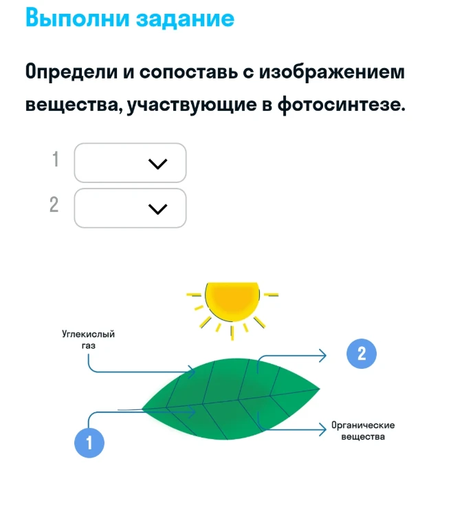Определи и сопоставь с изображением вещества, участвующие в фотосинтезе.