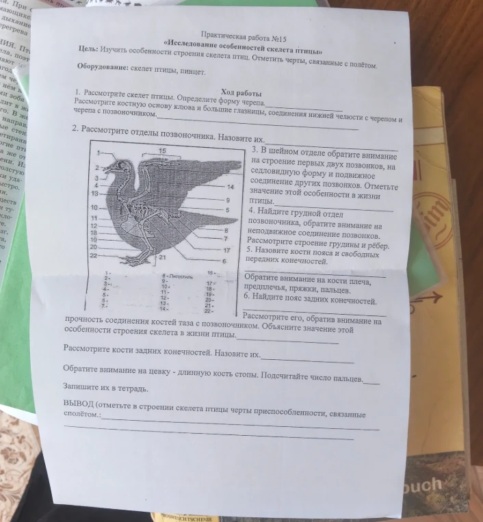 Практическая работа №15 «Исследование особенностей скелета птицы». Цель: Изучить особенности строения скелета птиц. Отметить черты, связанные с полётом.