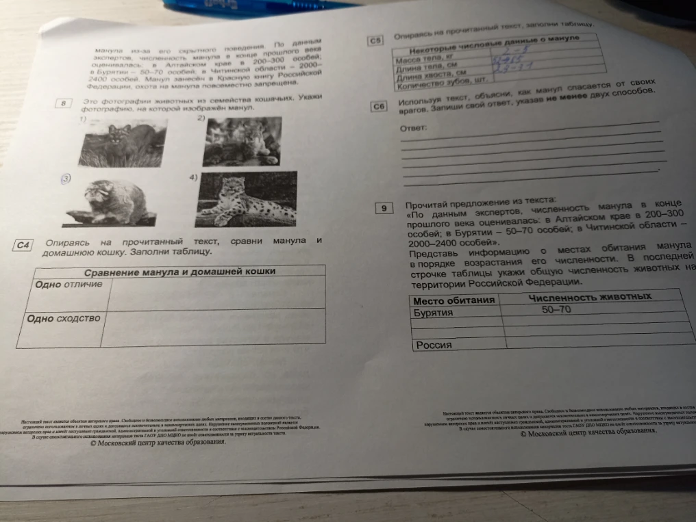 Это фотографии животных из семейства кошачьих. Укажи фотографию, на которой изображён манул. Опираясь на прочитанный текст, сравни манула и домашнюю кошку. Заполни таблицу.