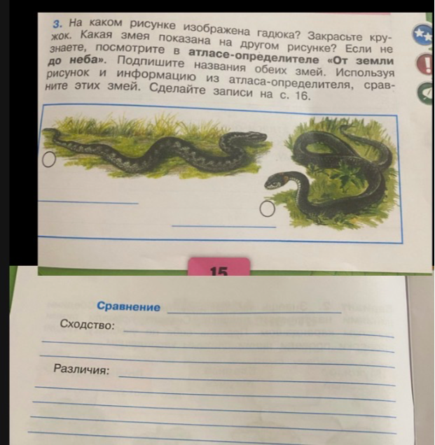 На каком рисунке изображена гадюка? Закрасьте кружок. Какая змея показана на другом рисунке? Подпишите названия обеих змей. Сравните этих змей.