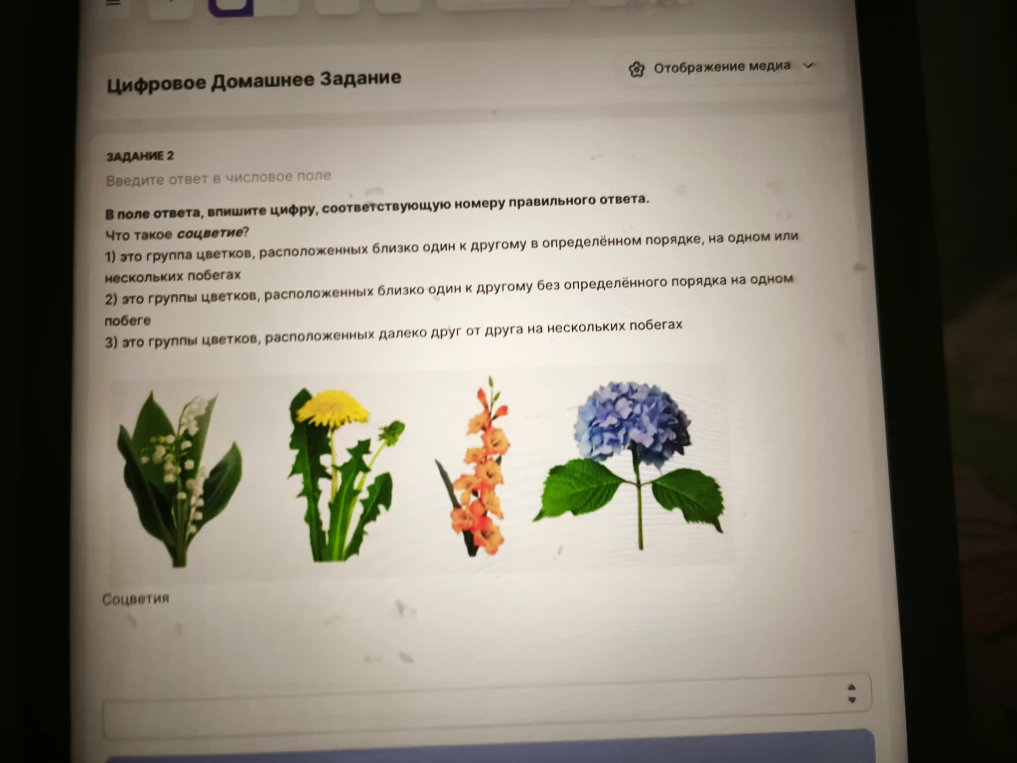 Что такое соцветие? 1) это группа цветков, расположенных близко один к другому в определённом порядке, на одном или нескольких побегах; 2) это группы цветков, расположенных близко один к другому без определённого порядка на одном побеге; 3) это группы цветков, расположенных далеко друг от друга на нескольких побегах