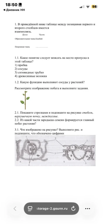 1. В приведённой ниже таблице между позициями первого и второго столбцов имеется взаимосвязь. Целое: Покровная ткань. Часть: ... 1.1. Какое понятие следует вписать на место пропуска в этой таблице?