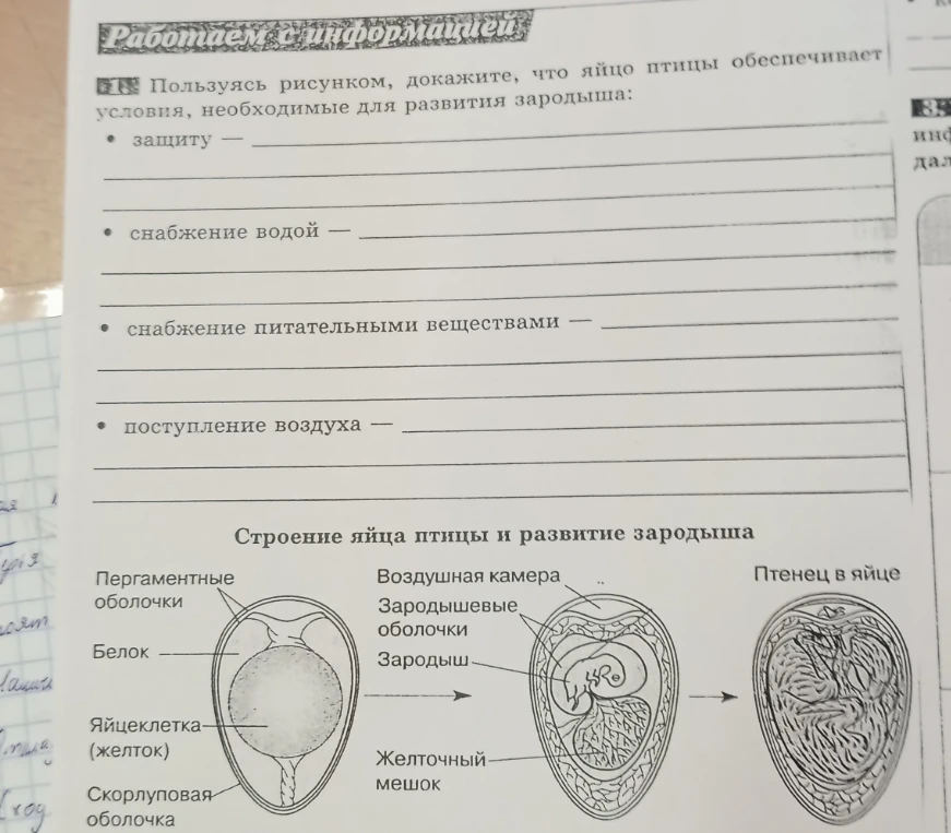 Пользуясь рисунком, докажите, что яйцо птицы обеспечивает условия, необходимые для развития зародыша