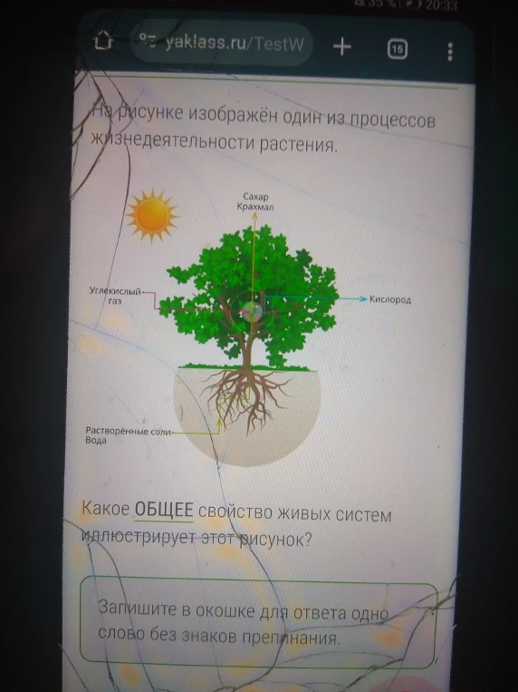 Какое ОБЩЕЕ свойство живых систем иллюстрирует этот рисунок?