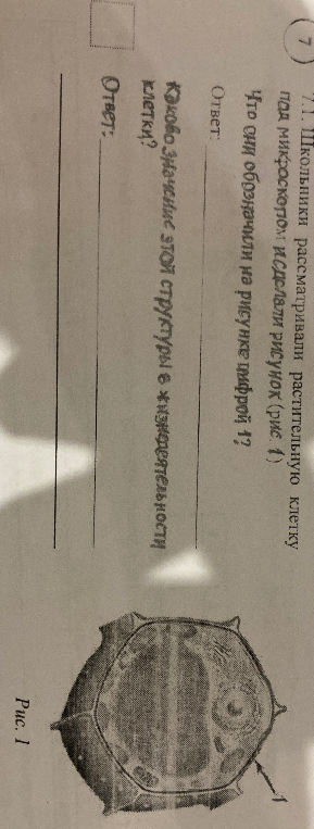 Школьники рассматривали растительную клетку под микроскопом и сделали рисунок (рис. 1). Что они обозначили на рисунке цифрой 1? Каково значение этой структуры в жизнедеятельности клетки?