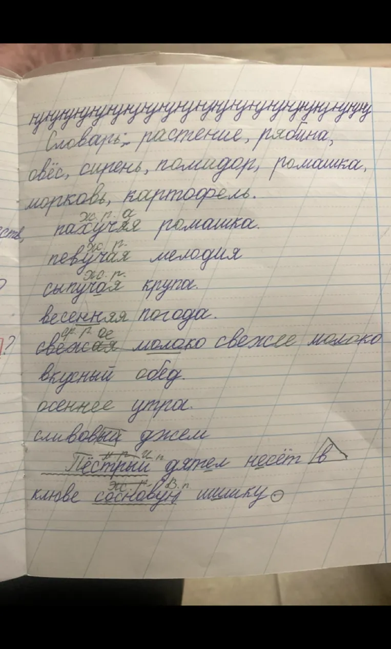 Словарь: растение, рябина, овёс, сирень, помидор, ромашка, морковь, картофель. Согласование прилагательных с существительными и разбор предложения.