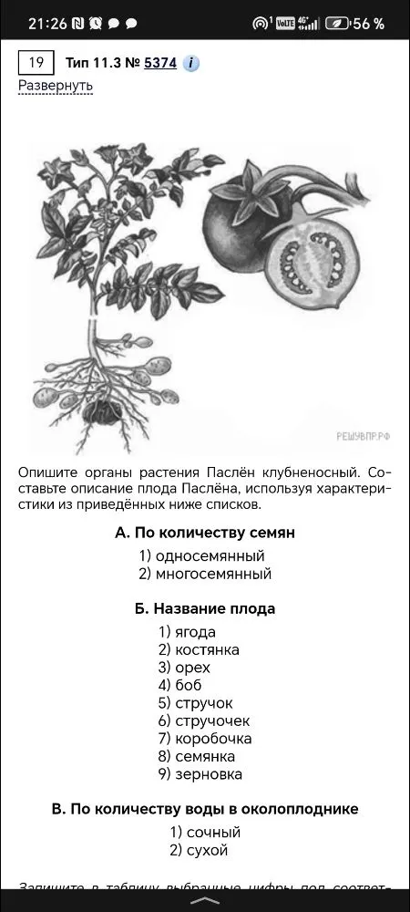 Опишите органы растения Паслён клубненосный. Составьте описание плода Паслёна, используя характеристики из приведённых ниже списков.