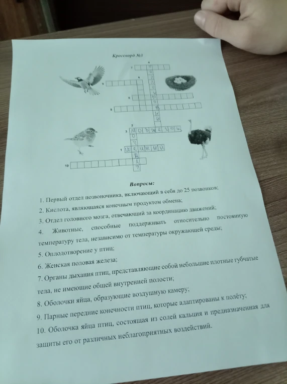 Разгадайте кроссворд по теме «Птицы».